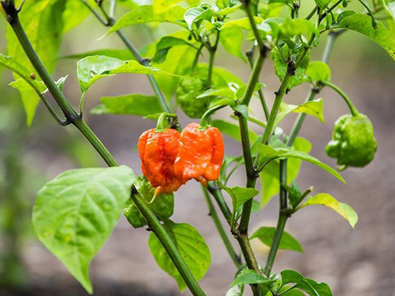Hot Peppers & Such